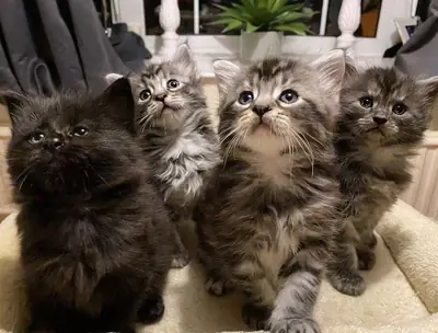 缅因猫幼崽