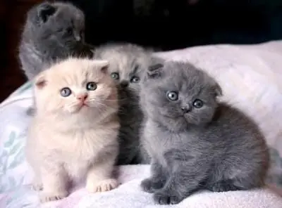 Blauwe Scottish Fold kittens