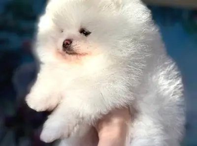 Pomeranian female puppy, affectionate and emotionally balanced