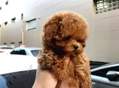 Poodle male puppy, highly intelligent and attentive