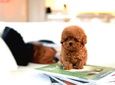 Poodle female puppy with calm personality and strong adaptability