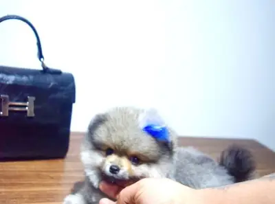 Chiot mâle Poméranien élevé avec une socialisation structurée