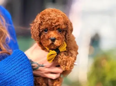 Chiot femelle caniche au tempérament doux et au comportement équilibré