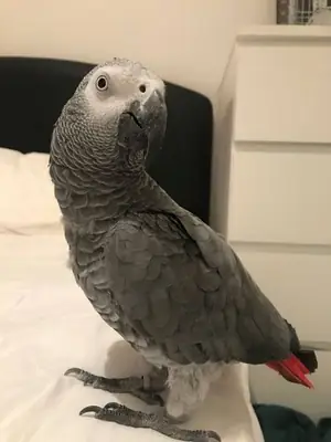 baby African grey parrots