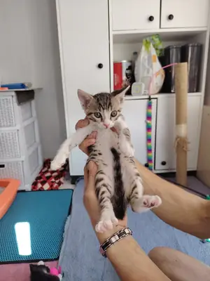 Tekir yavru kedi