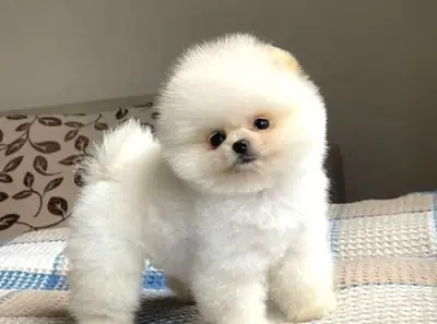 Sakin mizaca sahip, apartman yaşamına uygun Pomeranian dişi