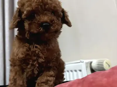 Ev ortamına uyumlu, sakin karakterli Poodle dişi yavru