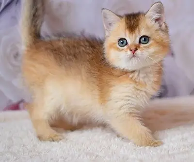 Charming British Shorthair Kitten Filip Awaits His Family