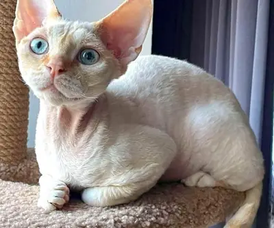Handsome Devon Rex Kitten Ivar Sunrise 