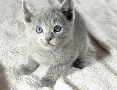 Russian Blue Cat Thomas — Handsome Boy with a Blue Coat 