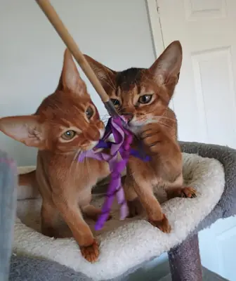 Pegasus and Phoenix are two stunning Abyssinian brothers