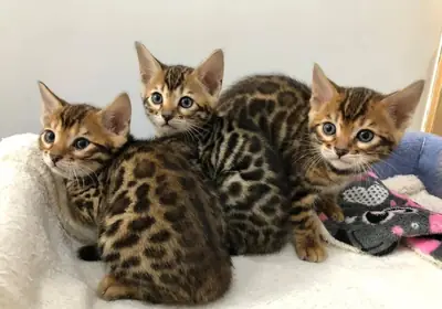 gorgeous Bengal  kittens available