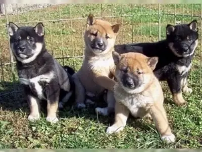 柴犬幼犬准备领养