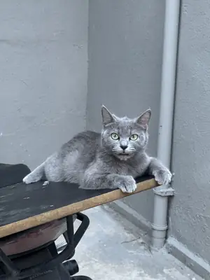 Terkedilmiş British Shorthair yavrusu