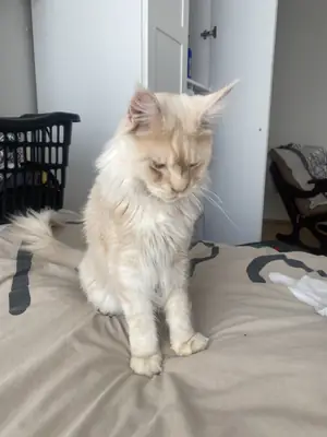 Sevimli ve cana yakın maincoon