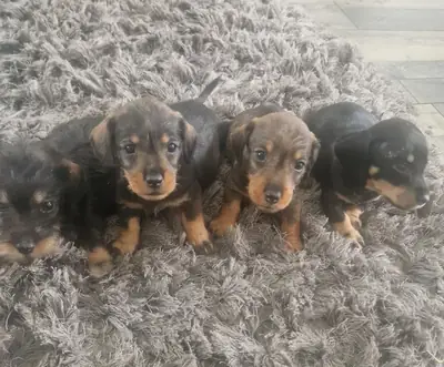 Sweet Dachshund puppy raised alongside children