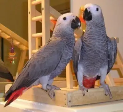 Hand-reared African Grey Parrots available now