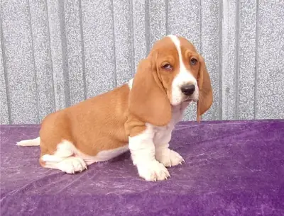 Basset Hound Puppies  ready