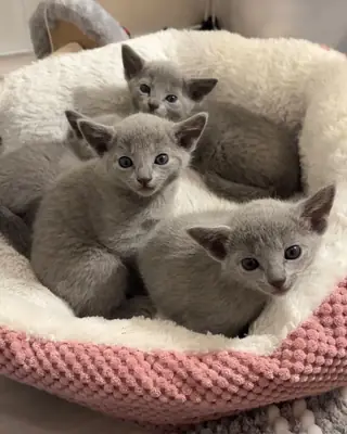 Prachtige, niet-verharende Russische Blauwe kittens – WhatsApp +33773117748