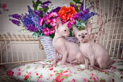Sphynx-kittens nu beschikbaar – WhatsApp +33773117748