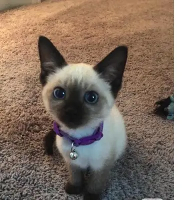 Siamese kittens te koop – WhatsApp +33773117748