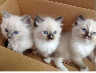 Prachtige Ragdoll-kittens beschikbaar – WhatsApp +33773117748