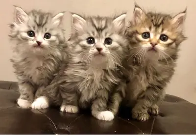 Siberische kittens te koop – WhatsApp +33773117748