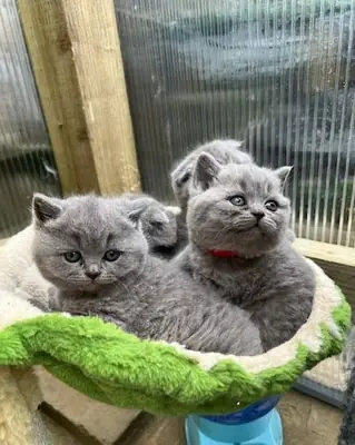 Brits Korthaar (kater en poes) – WhatsApp +33773117748
