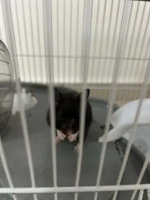 Hamster yavru