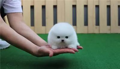 Outstanding Pomeranian Puppies 