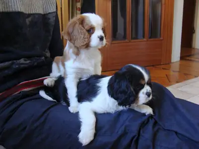 Chiots Cavalier King Charles Spaniel disponibles