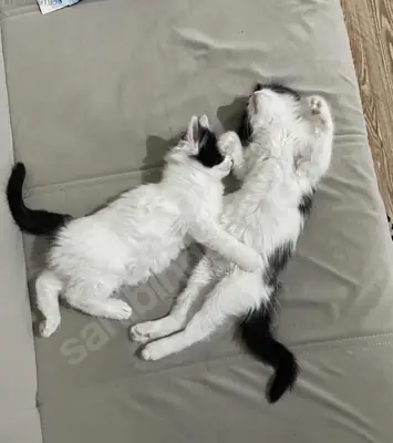 cute kitten duo