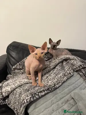 Sphynx kittens
