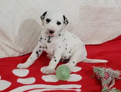 Adorables chiots dalmatiens