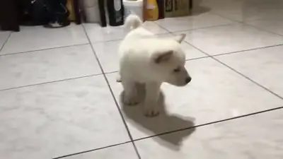 日本柴犬幼犬