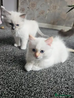 布偶猫小猫待领养