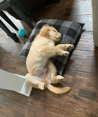 Aile ortamında büyüyen, uyumlu Golden Retriever dişi