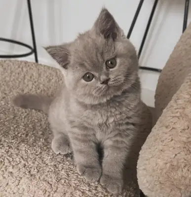 Ev ortamında büyümüş, sakin karakterli British Shorthair erkek