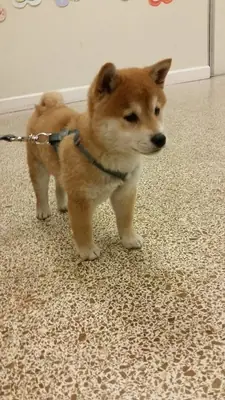 Well-balanced Shiba Inu male raised in a structured home