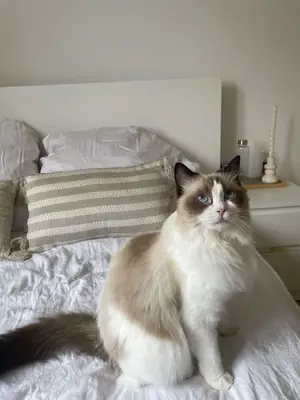 布偶猫幼崽，雄性，室内饲养，受到温柔对待。