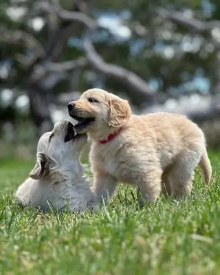 Deux chiots Golden retriever
