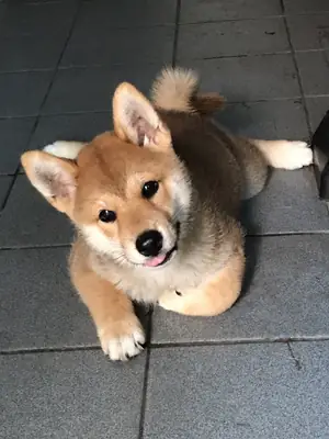 Mâle Shiba Inu élevé dans un environnement familial équilibré