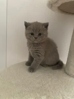 英国短毛猫，雄性，性格温顺，适应室内生活