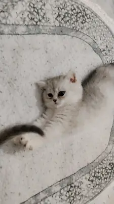 Merhaba ucretli sahiplendirecektir 