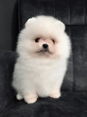 Our 2 year old Pomeranian dog is a suitable purebred