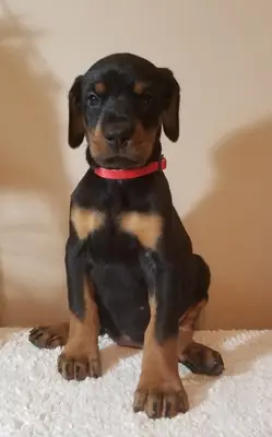 Cachorros de Doberman Pinscher criados en casa