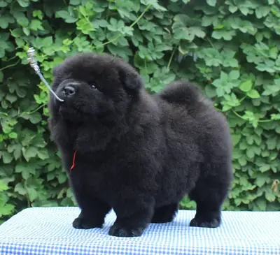 Cachorros Chow Chow del AKC