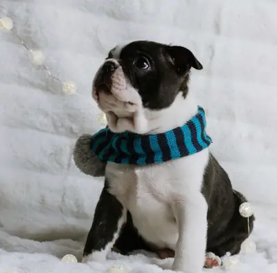 Top Healthy Boston Terrier Puppies