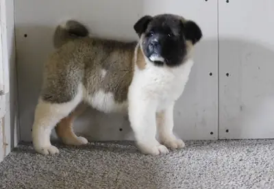 Cachorros Akita adorables en venta