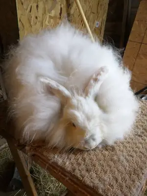Lapin angora géant à adopter gratuitement